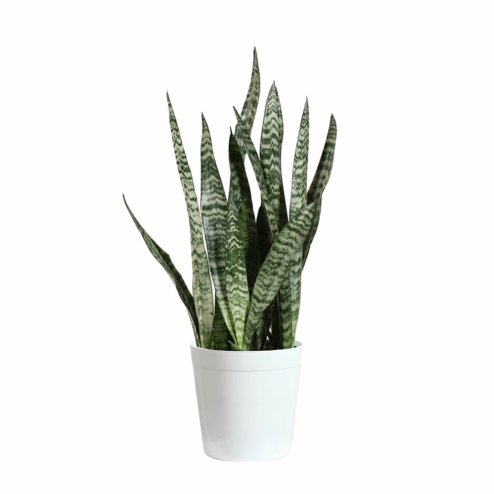 Fast Growing Trees Air Purifying House Plants Snake Plant 28 Fast Growing Trees Air Purifying House Plants Snake Plant