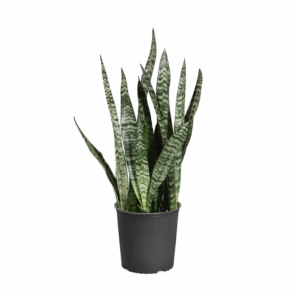 Fast Growing Trees Air Purifying House Plants Snake Plant 24 Fast Growing Trees Air Purifying House Plants Snake Plant