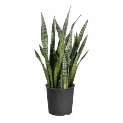 Fast Growing Trees Air Purifying House Plants Snake Plant 48 Fast Growing Trees Air Purifying House Plants Snake Plant