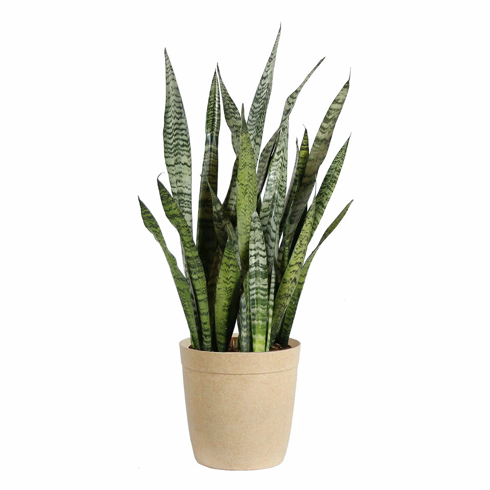 Fast Growing Trees Air Purifying House Plants Snake Plant 19 Fast Growing Trees Air Purifying House Plants Snake Plant