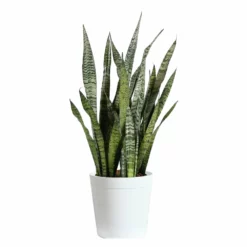 Fast Growing Trees Air Purifying House Plants Snake Plant 46 Fast Growing Trees Air Purifying House Plants Snake Plant