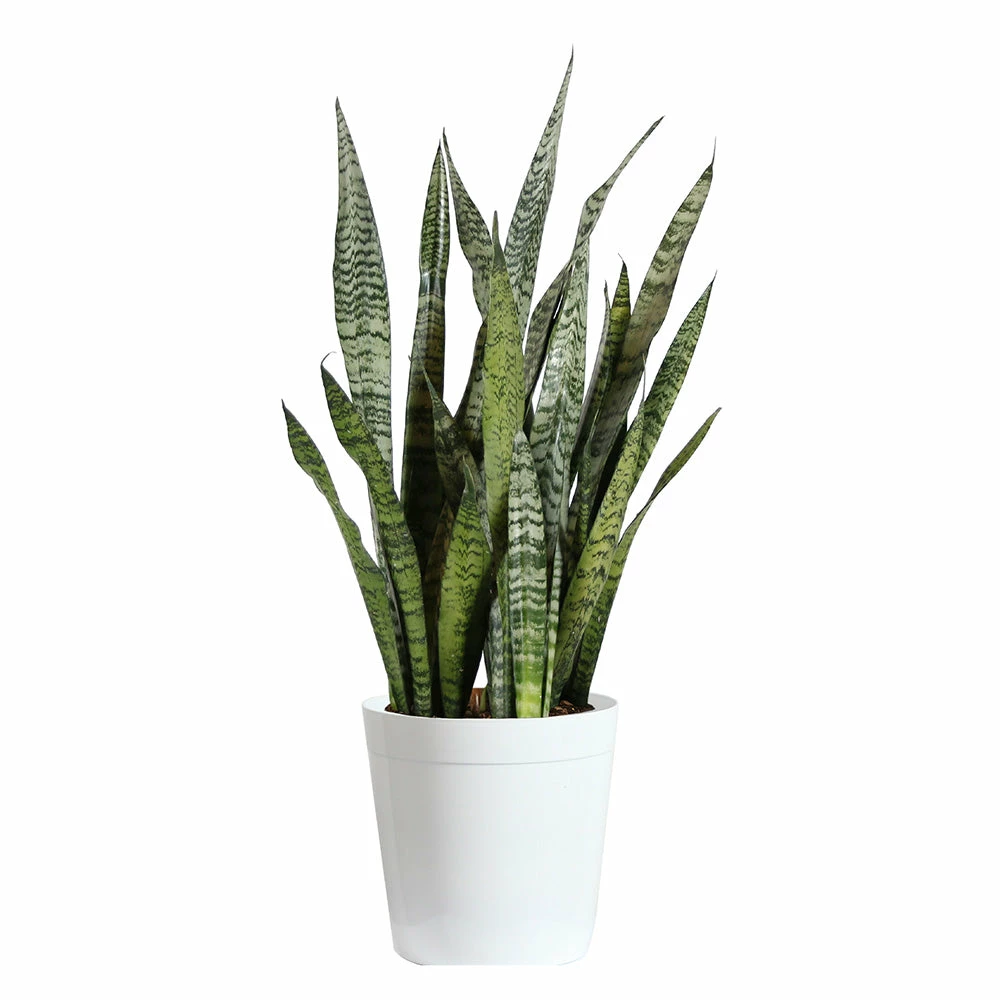 Fast Growing Trees Air Purifying House Plants Snake Plant 18 Fast Growing Trees Air Purifying House Plants Snake Plant