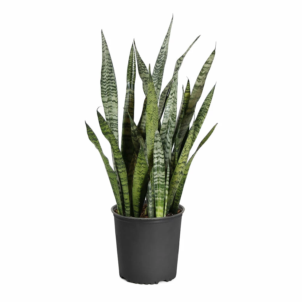 Fast Growing Trees Air Purifying House Plants Snake Plant 20 Fast Growing Trees Air Purifying House Plants Snake Plant