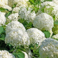 Fast Growing Trees Japanese Snowball Bush Viburnum