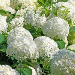 Fast Growing Trees Japanese Snowball Bush Viburnum