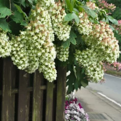 Fast Growing Trees Hydrangea Shrubs Snowcicle Hydrangea Shrub