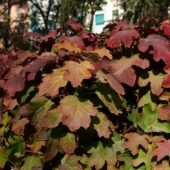 Fast Growing Trees Hydrangea Shrubs Snowcicle Hydrangea Shrub