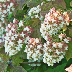 Fast Growing Trees Hydrangea Shrubs Snowcicle Hydrangea Shrub