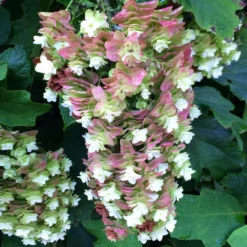Fast Growing Trees Hydrangea Shrubs Snowcicle Hydrangea Shrub