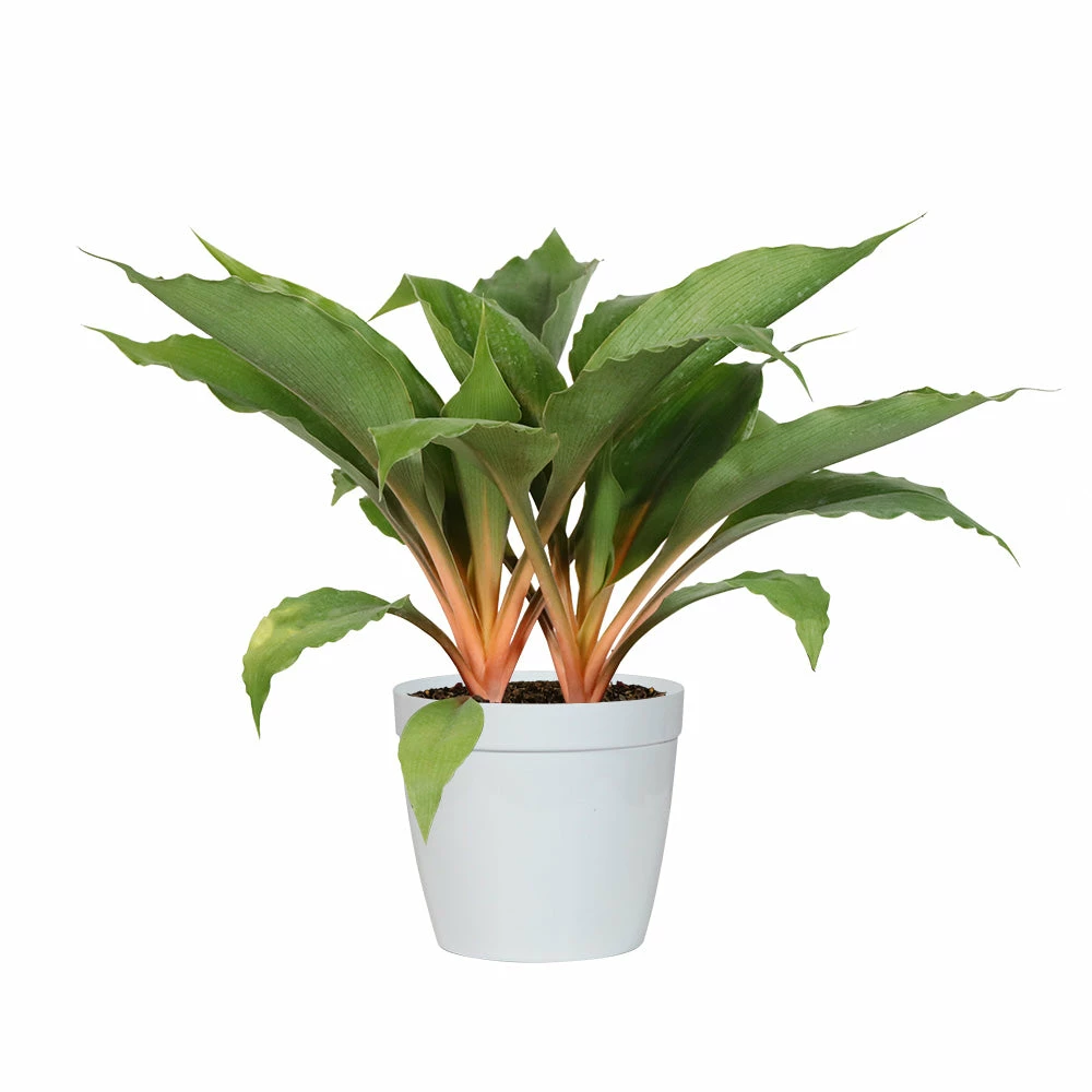 Fast Growing Trees Mandarin Plant Air Purifying House Plants 7 Fast Growing Trees Mandarin Plant Air Purifying House Plants