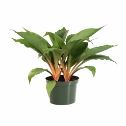 Fast Growing Trees Mandarin Plant Air Purifying House Plants 13 Fast Growing Trees Mandarin Plant Air Purifying House Plants