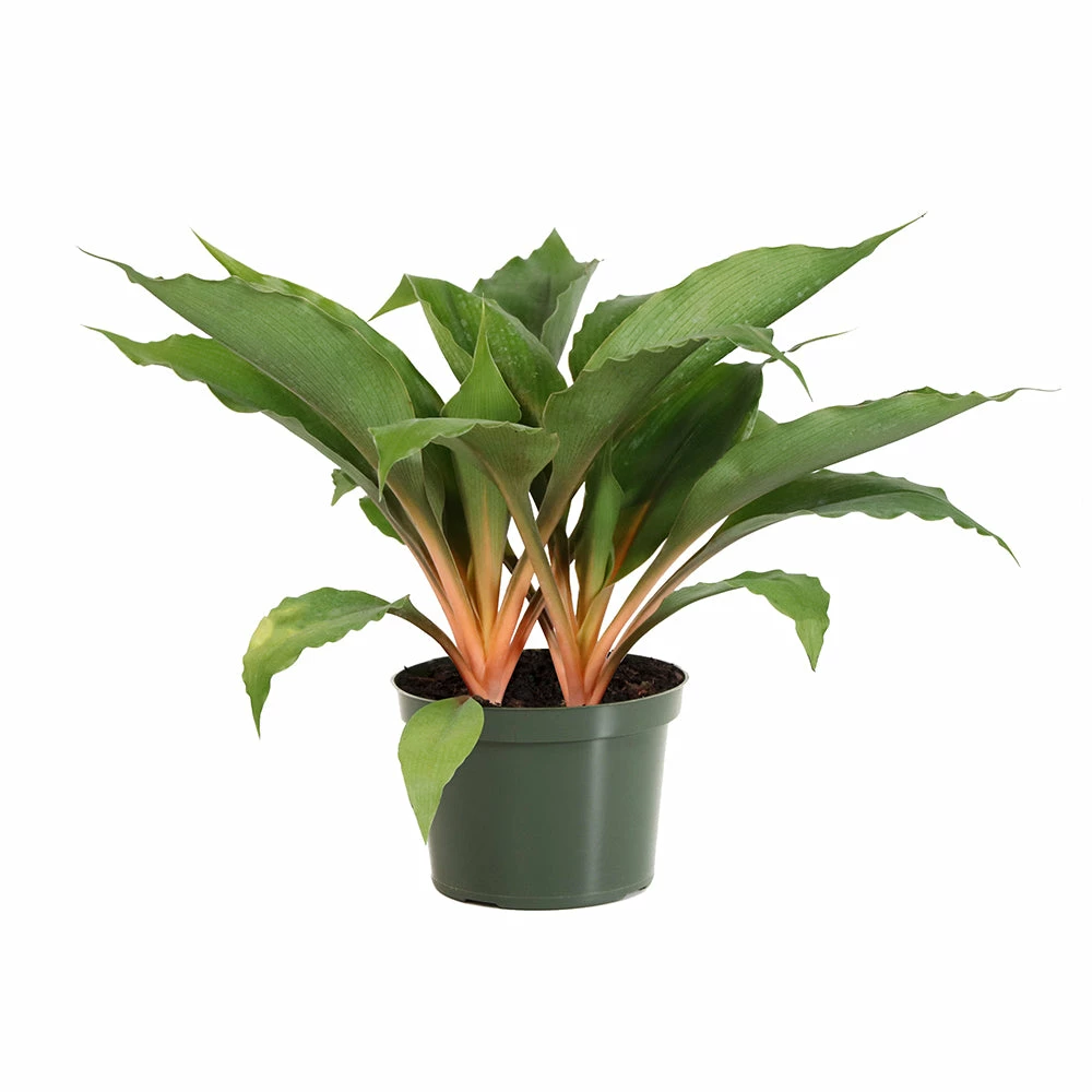 Fast Growing Trees Mandarin Plant Air Purifying House Plants 8 Fast Growing Trees Mandarin Plant Air Purifying House Plants