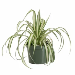 Fast Growing Trees Spider Plant