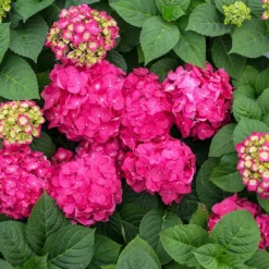 Fast Growing Trees Endless Summer® Summer Crush® Hydrangea