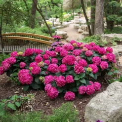 Fast Growing Trees Endless Summer® Summer Crush® Hydrangea
