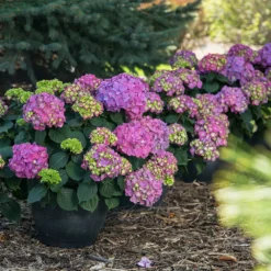 Fast Growing Trees Endless Summer® Summer Crush® Hydrangea