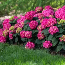 Fast Growing Trees Endless Summer® Summer Crush® Hydrangea