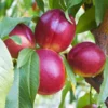 Fast Growing Trees See All Fruit Trees Sundollar Nectarine Tree (USDA Organic) 1 Fast Growing Trees See All Fruit Trees Sundollar Nectarine Tree (USDA Organic)
