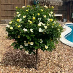 Fast Growing Trees Rose Trees Sunny Knock Out® Rose Tree