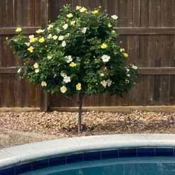 Fast Growing Trees Rose Trees Sunny Knock Out® Rose Tree