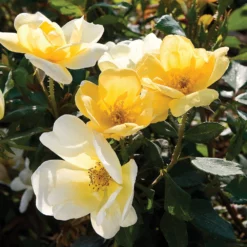Fast Growing Trees Rose Trees Sunny Knock Out® Rose Tree