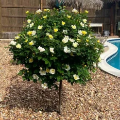 Fast Growing Trees Rose Trees Sunny Knock Out® Rose Tree