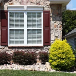 Fast Growing Trees Sunshine Ligustrum Shrub