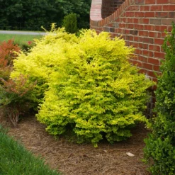 Fast Growing Trees Sunshine Ligustrum Shrub