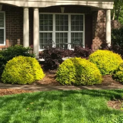 Fast Growing Trees Sunshine Ligustrum Shrub