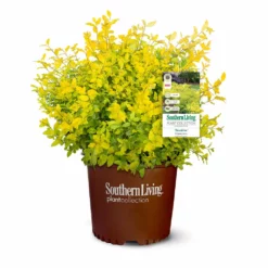 Fast Growing Trees Sunshine Ligustrum Shrub