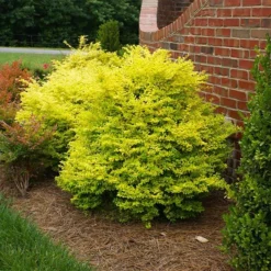 Fast Growing Trees Sunshine Ligustrum Shrub
