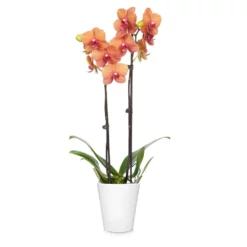 Fast Growing Trees Orchid Plant In White Pot 22 Fast Growing Trees Orchid Plant In White Pot