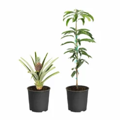 Fast Growing Trees Mango Trees Salsa Kit