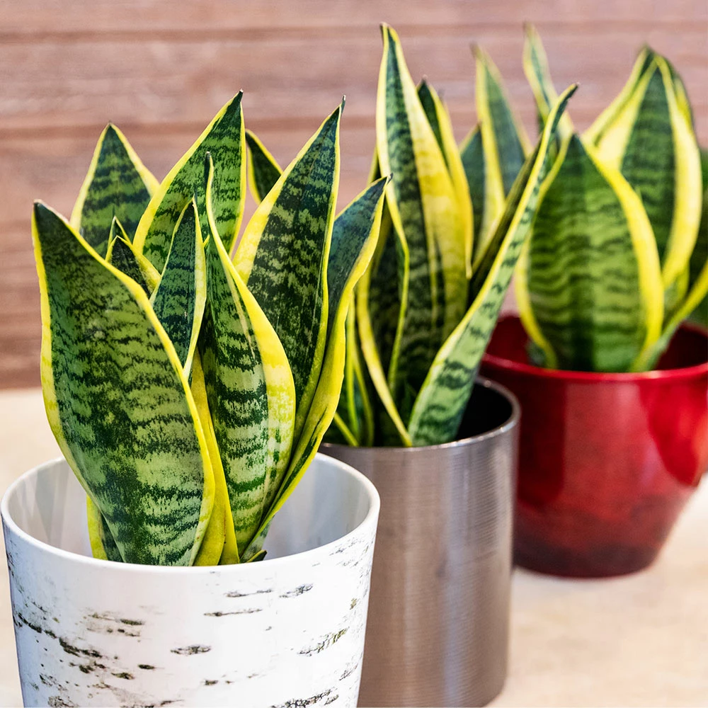 Fast Growing Trees Air Purifying House Plants Snake Plant 8 Fast Growing Trees Air Purifying House Plants Snake Plant