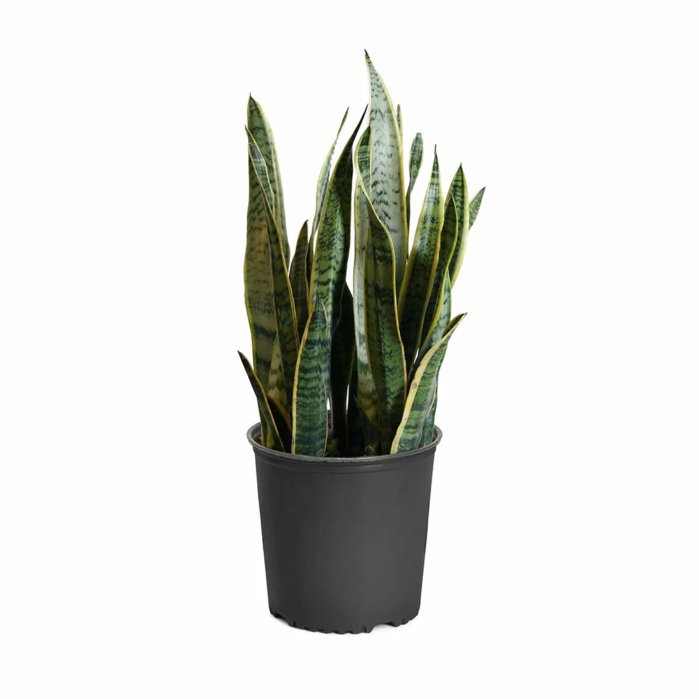 Fast Growing Trees Air Purifying House Plants Snake Plant 13 Fast Growing Trees Air Purifying House Plants Snake Plant