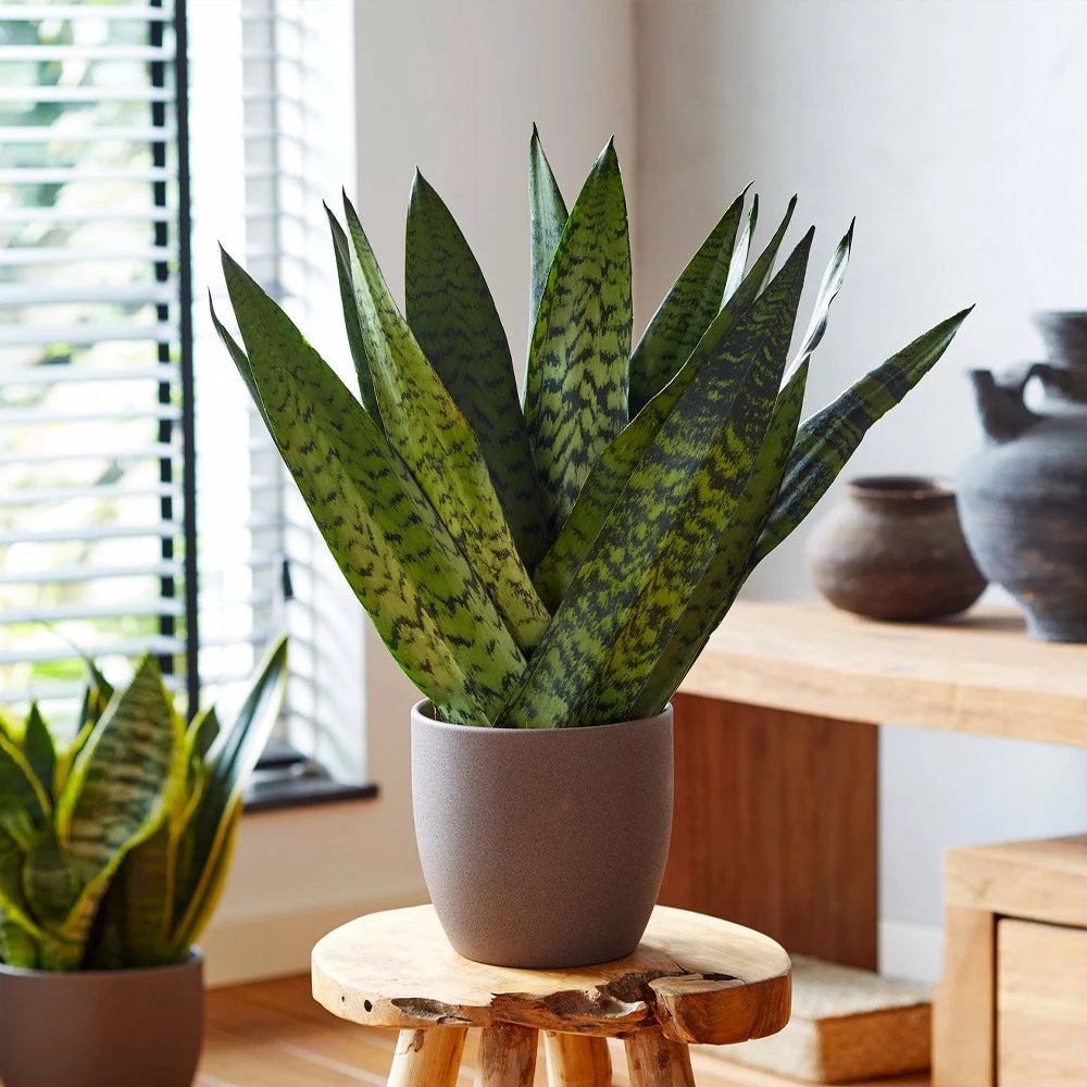 Fast Growing Trees Air Purifying House Plants Snake Plant 9 Fast Growing Trees Air Purifying House Plants Snake Plant
