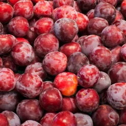 Fast Growing Trees Plum Trees Santa Rosa Plum Tree 11 Fast Growing Trees Plum Trees Santa Rosa Plum Tree