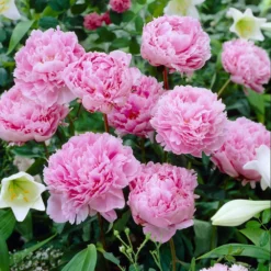Fast Growing Trees Sarah Bernhardt Peony Deer Resistant Plants
