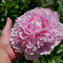 Fast Growing Trees Sarah Bernhardt Peony Deer Resistant Plants