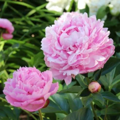 Fast Growing Trees Sarah Bernhardt Peony Deer Resistant Plants