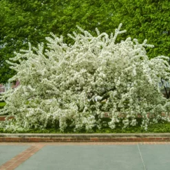 Fast Growing Trees Sargent Crabapple Tree Crabapple Trees 9 Fast Growing Trees Sargent Crabapple Tree Crabapple Trees