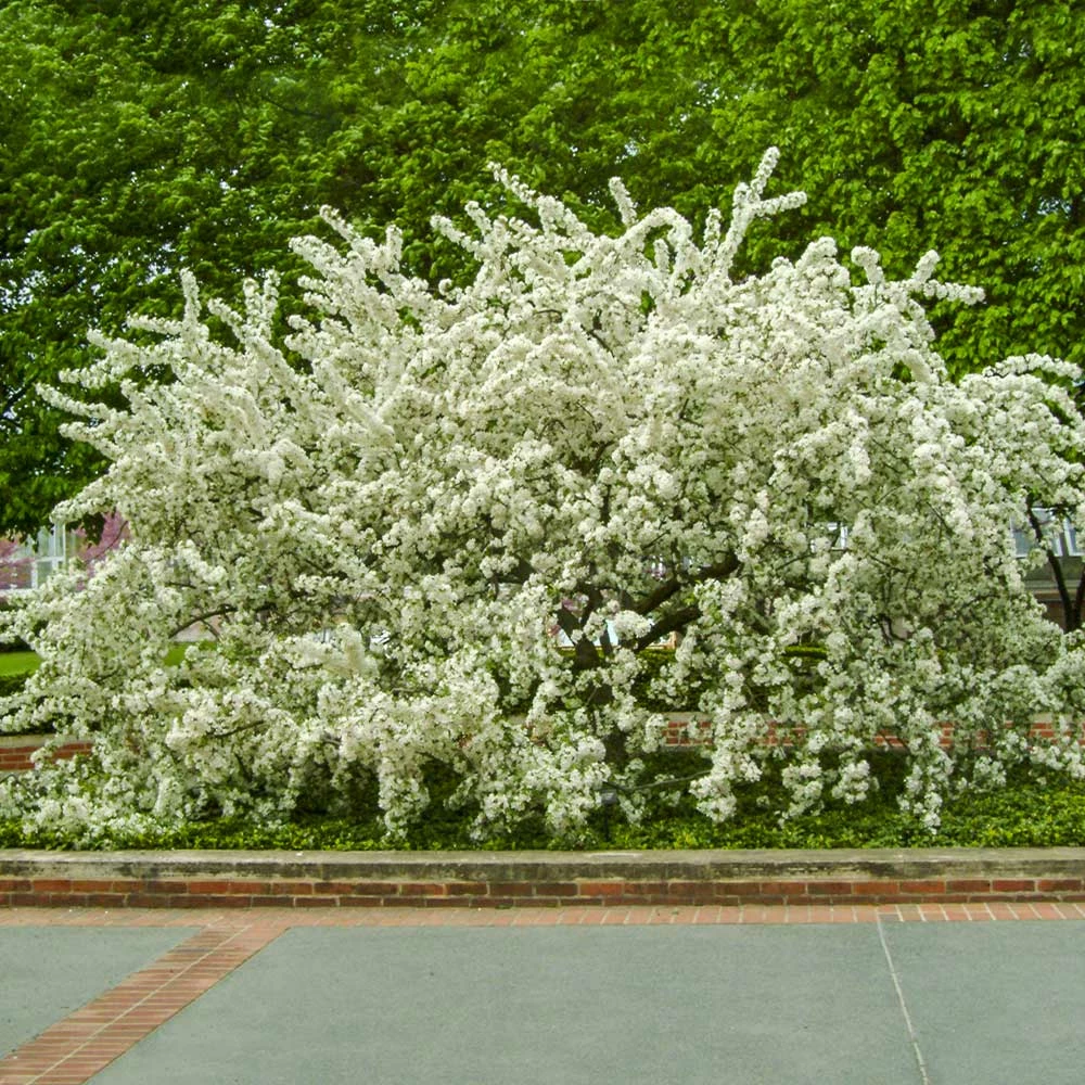 Fast Growing Trees Sargent Crabapple Tree Crabapple Trees 5 Fast Growing Trees Sargent Crabapple Tree Crabapple Trees