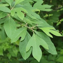 Fast Growing Trees Sassafras Tree See All Fruit Trees