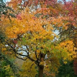 Fast Growing Trees Sassafras Tree See All Fruit Trees