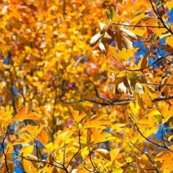 Fast Growing Trees Sassafras Tree See All Fruit Trees