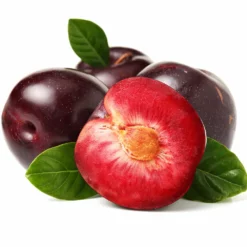 Fast Growing Trees Plum Trees Satsuma Plum Tree