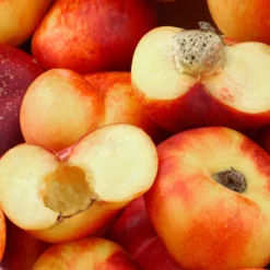 Fast Growing Trees Donut Saturn Peach Tree See All Fruit Trees