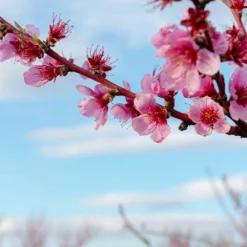 Fast Growing Trees Saturn Peach Tree Peach Trees
