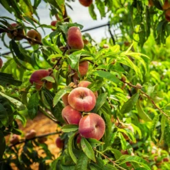 Fast Growing Trees Saturn Peach Tree Peach Trees