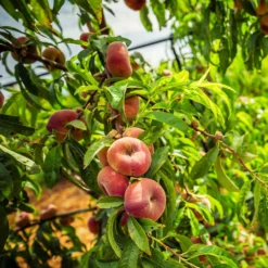 Fast Growing Trees Donut Saturn Peach Tree See All Fruit Trees